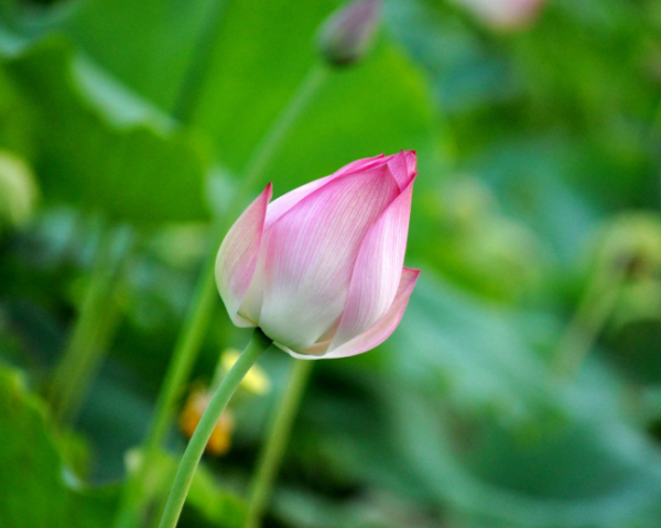 chatgpt創始人(rén)簡曆，與chatgpt情書(shū)對比
