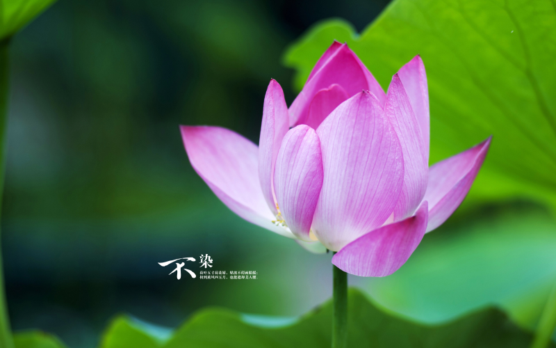 公告文案如何寫範文圖片
