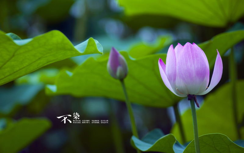 手機上(shàng)怎麽使用chatgpt